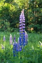 Bright flowers of Lupinus on a sunny clearing, Russia.