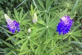 Bright flowers and palmate leaf blades of Lupinus, Russia.