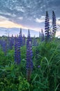Summer evening on the meadow. Bright flowers and palmate leaf blades of Lupinus, Russia. Royalty Free Stock Photo