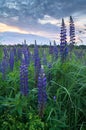 Summer evening on the meadow. Bright flowers and palmate leaf blades of Lupinus, Russia. Royalty Free Stock Photo