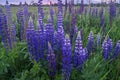 Summer evening on the meadow. Bright flowers and palmate leaf blades of Lupinus, Russia. Royalty Free Stock Photo