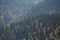 Picturesque photo of mountain range with green trees