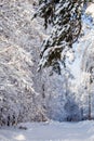 Picturesque photo of snowy trees in forest