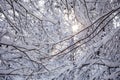 Picturesque photo of snowy trees in forest