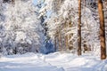 Picturesque photo of snowy trees in forest