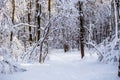 Picturesque photo of snowy trees in forest