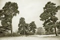 Picturesque photo of a winter pine grove - HDR image with black gold filter