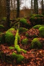 A picturesque pile of large old stones overgrown with green moss with orange fallen leaves and bare tree trunks in the foreground Royalty Free Stock Photo