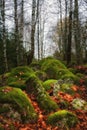 Picturesque pile of large old stones overgrown with green moss with orange fallen leaves and bare trunks of birches above them. Royalty Free Stock Photo