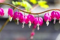 Picturesque pink flower of Dicentra a broken heart, heart Jeannette , bleeding heart blooms in garden Royalty Free Stock Photo