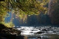 Picturesque place. Yellow autumn trees shed their leaves in river