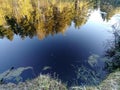 A picturesque pond on the edge of the village next to a pine forest at dawn in the first rays of the sun in the morning Royalty Free Stock Photo