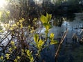 A picturesque pond on the edge of the village next to a pine forest at dawn in the first rays of the sun in the morning Royalty Free Stock Photo