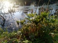 A picturesque pond on the edge of the village next to a pine forest at dawn in the first rays of the sun in the morning Royalty Free Stock Photo