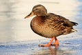 A picturesque portrait of a wild very bright duck on thin ice on a sunny day. High definition, visible water droplets on the feath Royalty Free Stock Photo