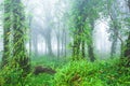 Picturesque primeval tropical forest in the morning fog Royalty Free Stock Photo