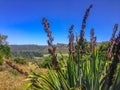 High growing plants at picturesque Rakaia Gorge on the South Island of New Zealand