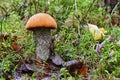 Picturesque red-capped scaber stalk Leccinum aurantiacum close up. Surrounded with green moss and dry leaves. Fungi, mushroom in Royalty Free Stock Photo