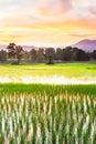 Picturesque rice field at dusk