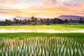 Picturesque rice field at dusk