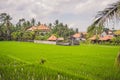 Picturesque rice field on the island of Bali, Indonesia. Tourism in Asia Royalty Free Stock Photo