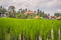 Picturesque rice field on the island of Bali, Indonesia. Tourism in Asia