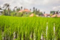 Picturesque rice field on the island of Bali, Indonesia. Tourism in Asia Royalty Free Stock Photo