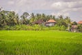 Picturesque rice field on the island of Bali, Indonesia. Tourism in Asia Royalty Free Stock Photo