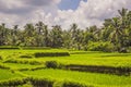 Picturesque rice field on the island of Bali, Indonesia. Tourism in Asia Royalty Free Stock Photo