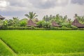 Picturesque rice field on the island of Bali, Indonesia. Tourism in Asia Royalty Free Stock Photo