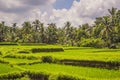 Picturesque rice field on the island of Bali, Indonesia. Tourism in Asia