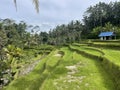 Tegallalang Rice Fields Bali island Indonesia Royalty Free Stock Photo