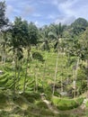 Tegallalang Rice Fields Bali island Indonesia Royalty Free Stock Photo