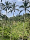 Tegallalang Rice Fields Bali island Indonesia Royalty Free Stock Photo