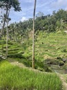 Tegallalang Rice Fields Bali island Indonesia Royalty Free Stock Photo
