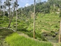 Tegallalang Rice Fields Bali island Indonesia Royalty Free Stock Photo
