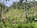 Tegallalang Rice Fields Bali island Indonesia Royalty Free Stock Photo