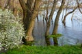Picturesque river bank with trees in the water close-up. Spring flood in the floodplain