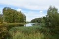 Picturesque river. Lake. Forest areas. Birch Grove. Green grass. Ducks in the water. Blue sky Royalty Free Stock Photo