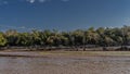 A picturesque river with red-brown water. Madagascar. Manambolo river.