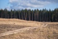 A picturesque road to the pine forest Royalty Free Stock Photo