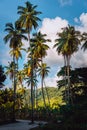 Picturesque road among vanilla plantation with coconut trees, La Digue, Seychelles. Warm sunset light Royalty Free Stock Photo