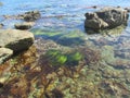 Japanese Sea. Algae at the stones. 6752 Royalty Free Stock Photo