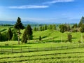 Picturesque rural green landscape with trees and fence