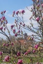 Picturesque rural landscape with a church in Germany, a blooming magnolia tree in the foreground