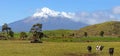 Picturesque rural landscape with Taranaki volcano and grazing cows at pasture Royalty Free Stock Photo