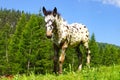 Picturesque rural mountain landscape with foal.