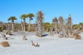 Picturesque Scene Along Florida`s First Coast