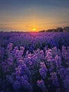 Picturesque Scene Of Blooming Lavender Field. Beautiful Purple Pink Flowers In Warm Summer Light. Fragrant Lavandula Plants