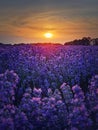 Picturesque scene of blooming lavender field. Beautiful purple pink flowers in warm summer light. Fragrant lavandula plants Royalty Free Stock Photo